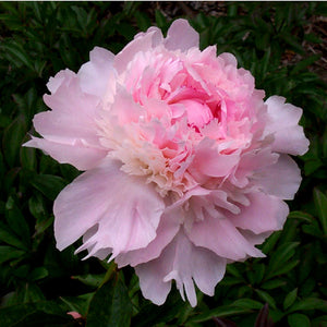 Paeonia lactiflora 'Pecher'