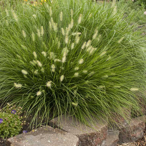Nolina longifolia  Rock garden plants, Grass for sale, Sun perennials