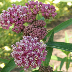 Asclepias incarnata 'Cinderella'