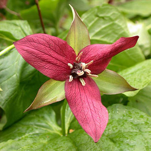 Trillium erectum