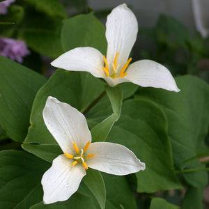 Trillium grandiflorum