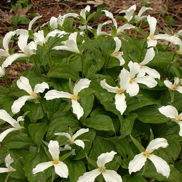 Trillium grandiflorum - Botanus