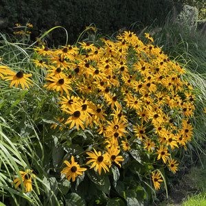 Rudbeckia fulgida 'Goldsturm'