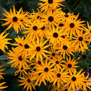 Rudbeckia fulgida 'Goldsturm' 