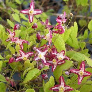 Epimedium x rubrum