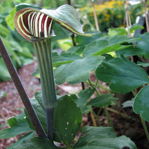 Arisaema triphyllum