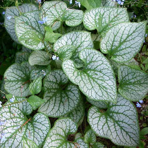 Brunnera macrophylla 'Jack Frost'