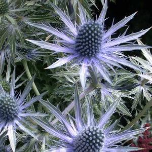 Eryngium alpinum 'Blue Star'