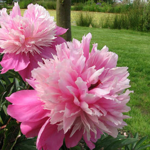 Paeonia 'Sorbet'