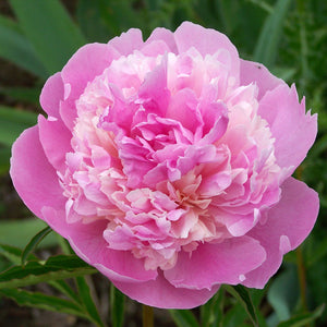 Paeonia 'Sorbet'
