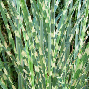 Miscanthus sinensis 'Strictus'