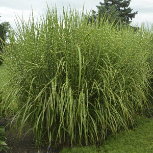 Miscanthus sinensis 'Strictus' 