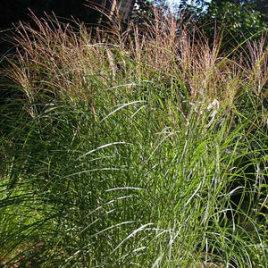 Miscanthus sinensis 'Huron Sunrise'