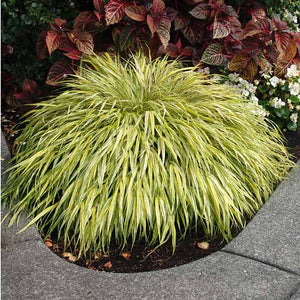Hakonechloa macra 'Aureola'