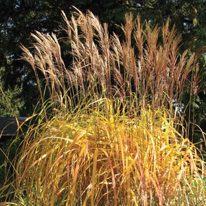 Miscanthus sinensis 'Purpurascens'