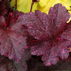 Heuchera 'Midnight Rose'