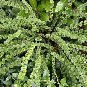 Athyrium filix-femina 'Frizelliae'