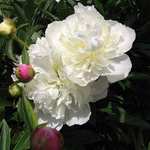 Paeonia lactiflora 'Shirley Temple'