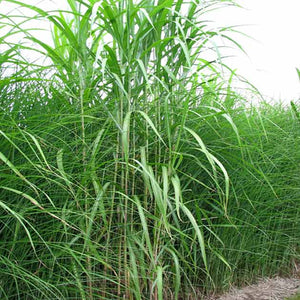 Miscanthus giganteus