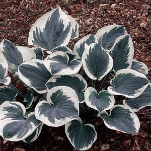 Hosta 'Barbara Ann'