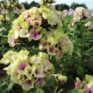 Phlox paniculata 'Sherbet Blend' 