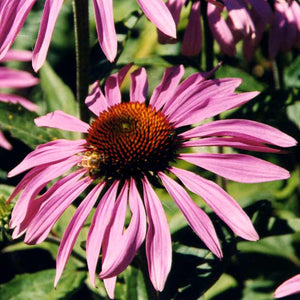 Echinacea purpurea 'Magnus'
