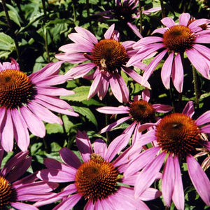Echinacea purpurea 'Magnus'