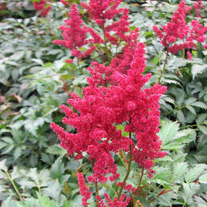 Astilbe arendsii 'Burgundy Red' 