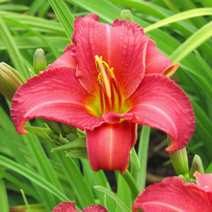 Hemerocallis 'Ruby Stella'