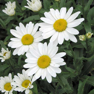 Leucanthemum superbum 'Snow Cap'