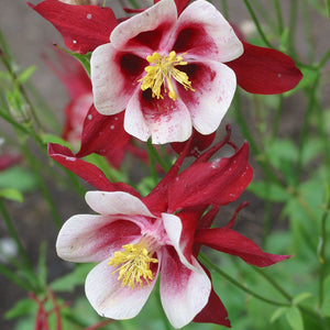 Aquilegia vulgaris 'Origami Red & White'