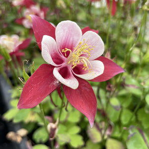 Aquilegia vulgaris 'Kirigami Red & White'