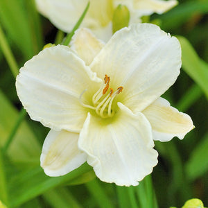 Hemerocallis 'White Temptation'