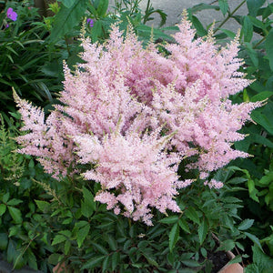 Astilbe younique 'Silvery Pink'