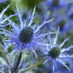Eryngium planum 'Blue Hobbit' 