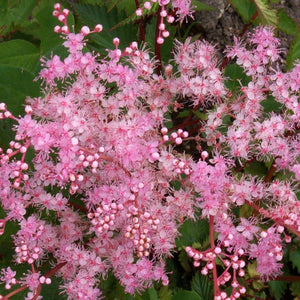 Filipendula 'Kahome'