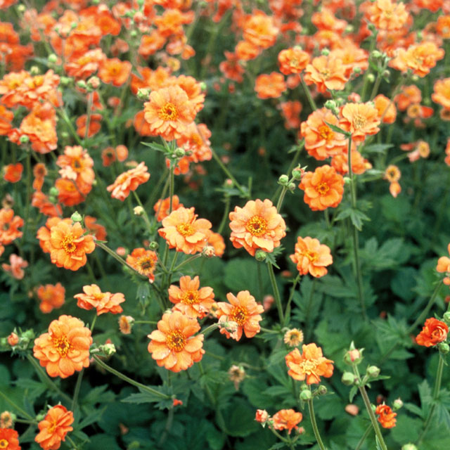 Geum coccineum 'Borisii' - Botanus
