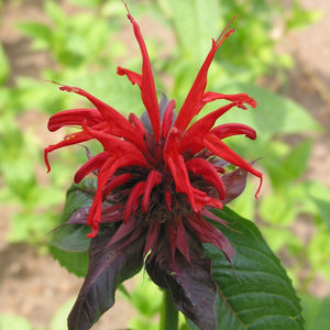 Monarda 'Jacob Cline'