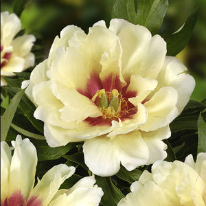 Paeonia Itoh 'Callie's Memory'