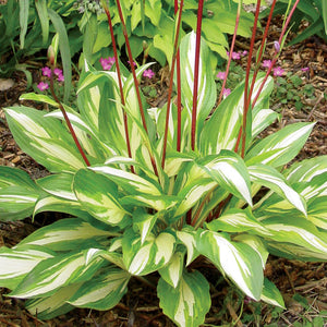Hosta 'Cherry Berry'