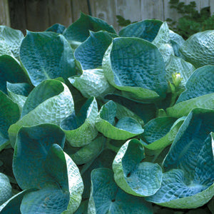 Hosta 'Abiqua Drinking Gourd'