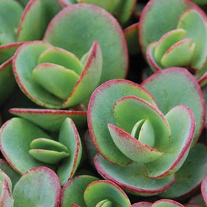 Sedum Sunsparkler 'Lime Zinger'
