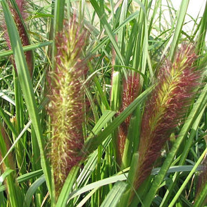 Pennisetum alopecuroides 'Red Head'