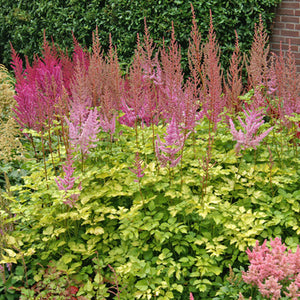 Astilbe japonica 'Color Flash Lime' 