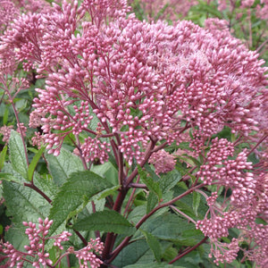 Eupatorium maculatum 'Baby Joe'