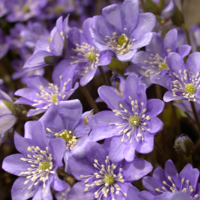 Hepatica nobilis - Botanus