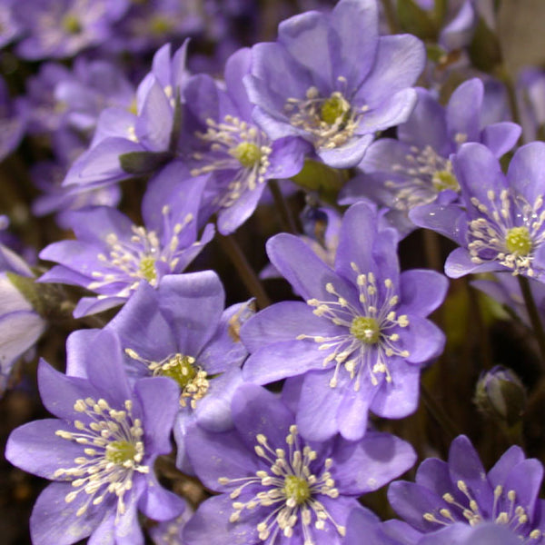 Hepatica nobilis - Botanus