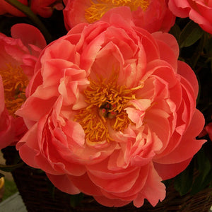 Paeonia 'Coral Sunset'