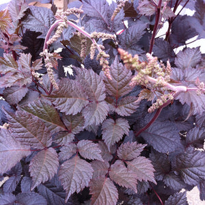 Astilbe arendsii 'Chocolate Shogun'