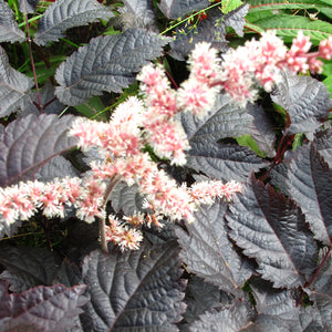 Astilbe arendsii 'Chocolate Shogun'